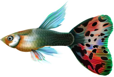 Download Png Fish Png And  Base