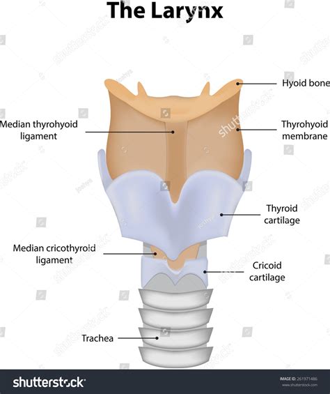 Diagram Of Larynx With Labeling