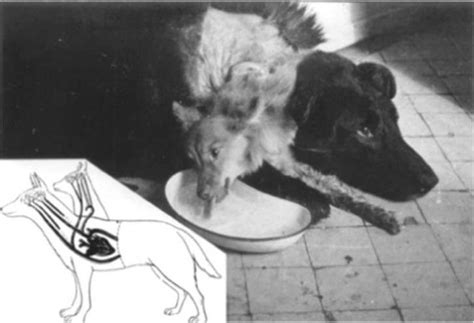 la creación de un perro con dos cabezas el experimento del doctor vladimir demekhov [fotos]