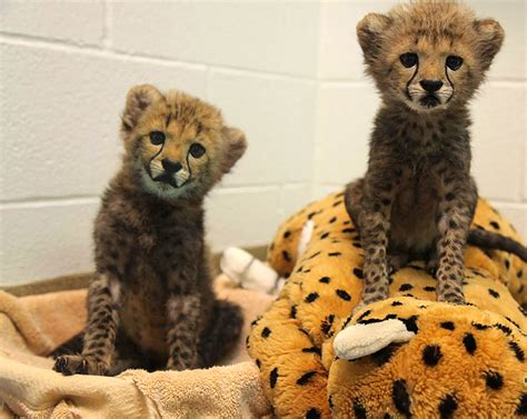 Dallas Zoo Welcomes Baby Cheetah Cubs Black Labrador Puppy