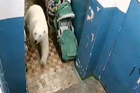 Dozens Of Polar Bears Invade Remote Russian Town Entering Homes And