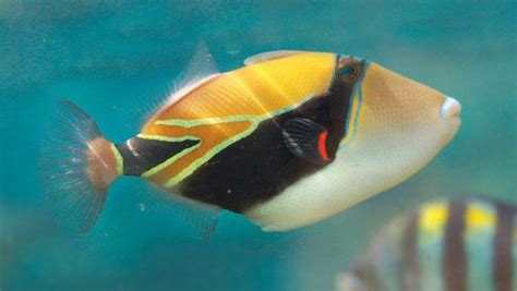 Reef Triggerfish Aka Humuhumu Nukunuku ā Pua‘a The State Fish Of