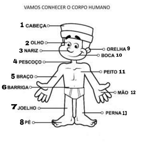 Human Body Parts In Portuguese Language Exchange Amino