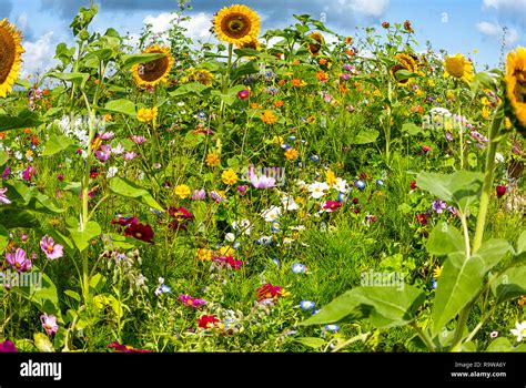 Beautiful Summer Background Colorful Sunny Flower Field With Wild