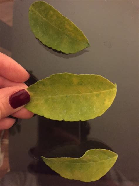 Yellowing Leaves On Citrus Trees Lemoncitrustree Citrus Blog