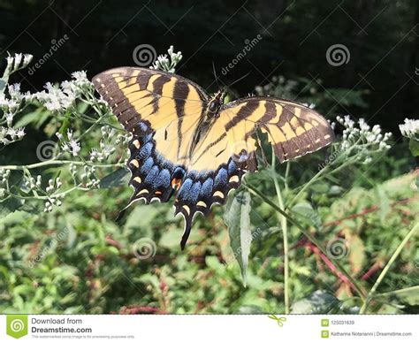 Mariposa Amarilla Y Negra Tiger Swallowtail Papilio Del Este Imagen