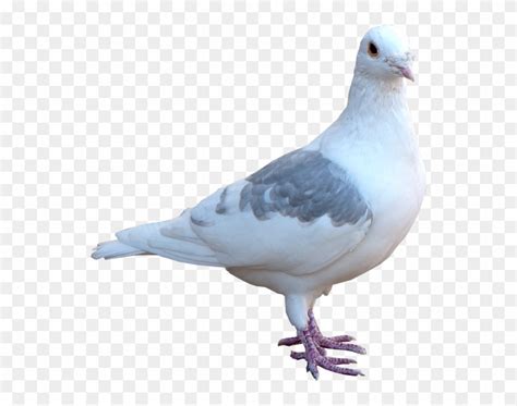 White Pigeon Png Image Transparent Background Bird Pigeon Png Hd Png