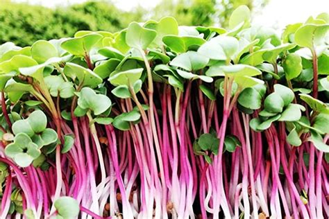 China Rose Pink Radish Microgreen And Sprout Seeds 500g Untreated And