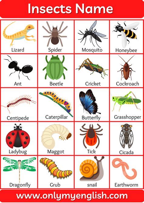 100 List Of All Insects Name In English With Pictures