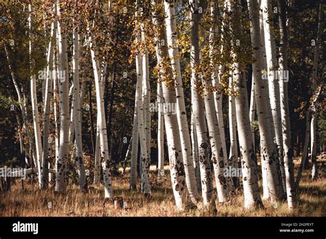 Group Of Young Aspen Tree Trunks Stock Photo Alamy
