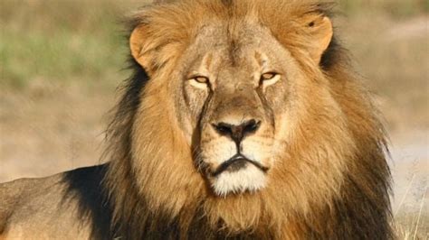 Cecil The Lion App To Raise Money For World Wildlife Fund Cbc News