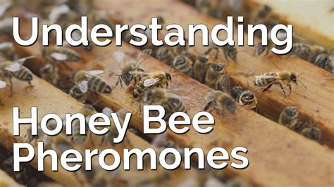 Understanding Pheromone Communication Can Make You A Better Beekeeper