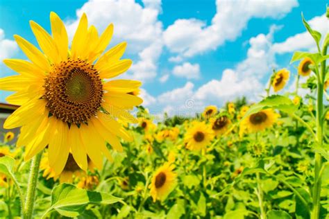 Background With Sunflowers Garden And Blue Sky Stock Image Image Of