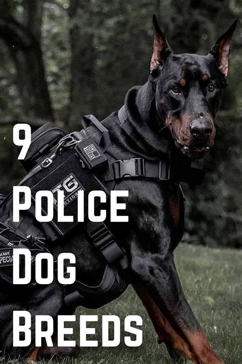 Police Dog Breeds Known For Their Bravery And Smart Acts Police Dog