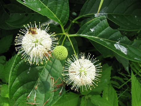 Common Buttonbush Cephalanthus Occidentalis There Appear Flickr