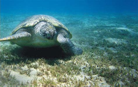 Teamseagrass All About Sea Turtles In The Latest Seagrass