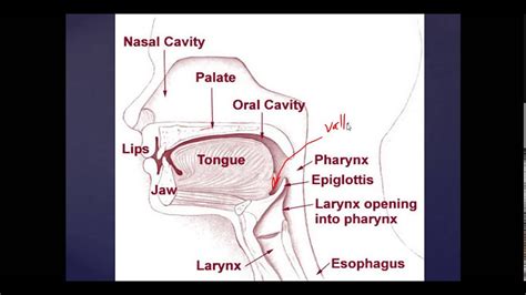 Human anatomy is something every physician must undergo as a medical student. Basic Mouth and Throat Anatomy: Anesthesia and ENT Basics ...