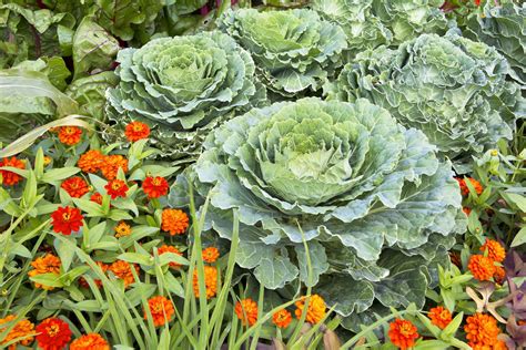 9 Best Flowers For The Vegetable Garden