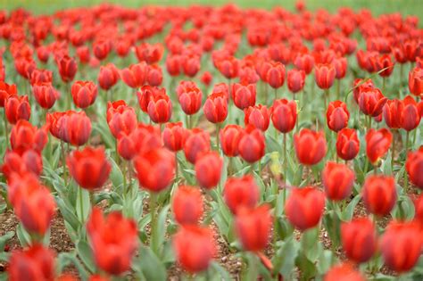 Fondos De Pantalla Japón Rojo Nikon Jp Nikkor Flor Tulipán