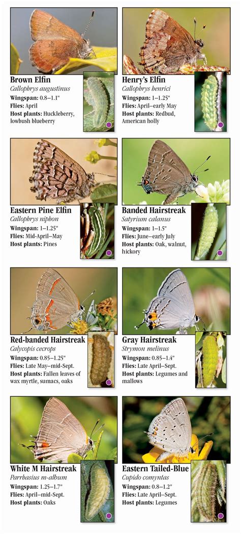 Butterflies Of The Western Chesapeake Quick Reference Publishing Retail