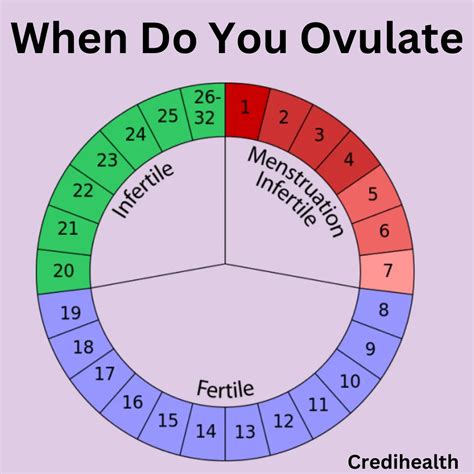 When Do You Ovulate Signs And Symptoms To Look For Credihealth