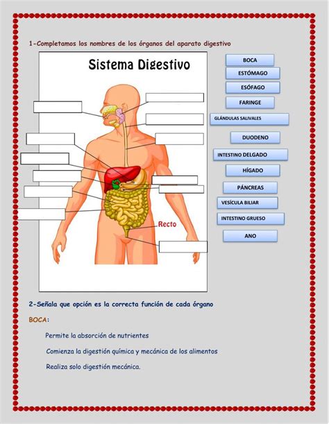 Sistema Digestivo Ficha Interactiva Y Descargable Puedes Hacer Los