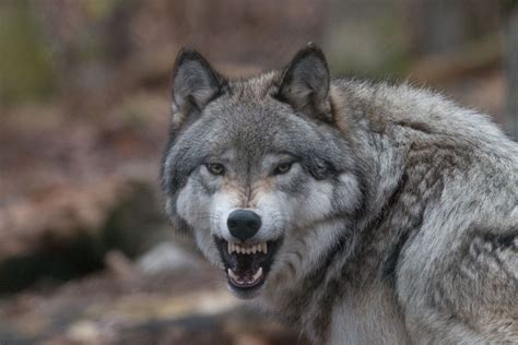 Gray Wolf Smithsonian Photo Contest Smithsonian Magazine