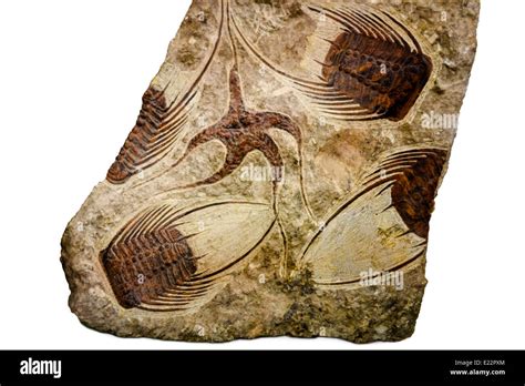 Fossil Of Starfish And Trilobite In The Rock Of Sahara Desert Morocco