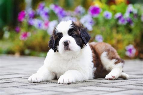 My St Bernard Dog Hd Wallpapers New Tab Mystart