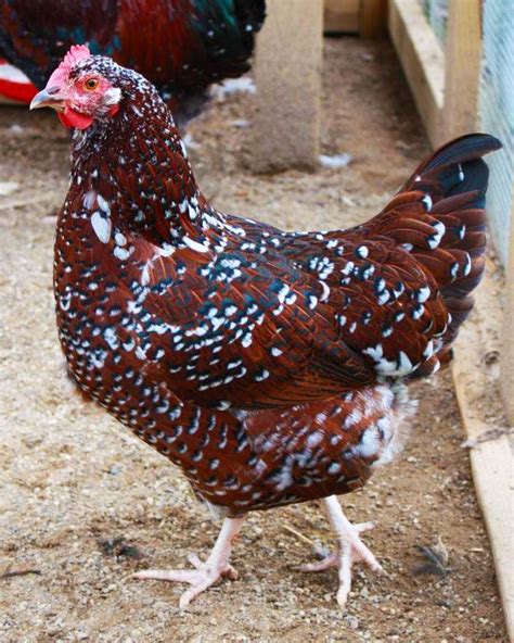 Coastal Speckled Sussex Sussex Chicken Chickens Backyard