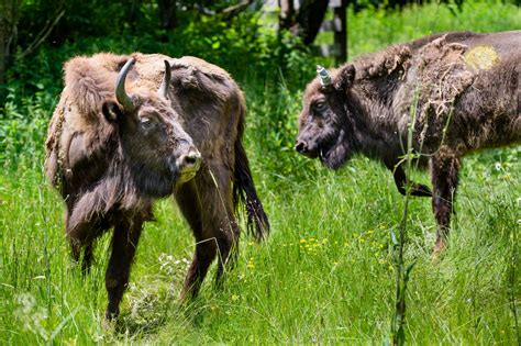 New Bison Release In Southern Carpathians To Boost Wild Population