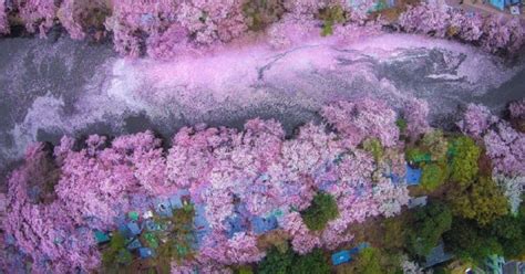 Fallen Cherry Blossom Petals Fill A Lake In Japan For Naturally