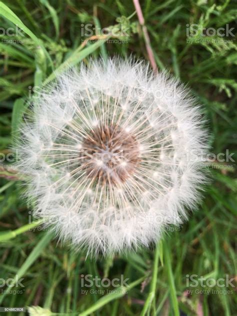 Dandelion Top View Stock Photo Download Image Now Allergy Circle