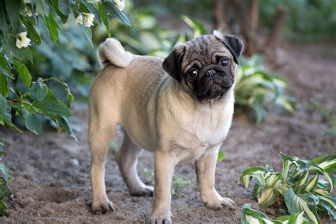 Pug Breed Information Guide Photos Traits And Care Bark Post
