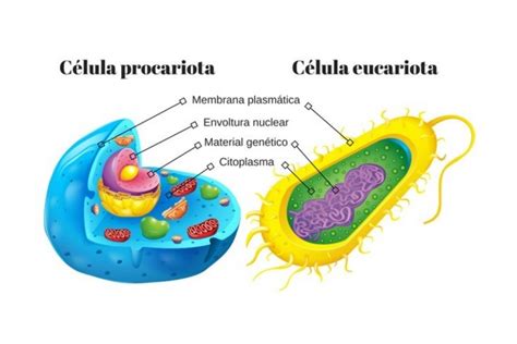As Células São Diferenciadas Em Procariontes E Eucariontes Sololearn
