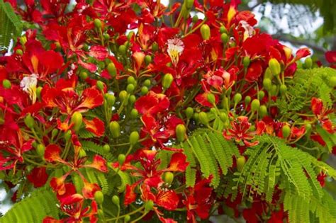 Collection Of The Most Beautiful Red Phoenix Flowers