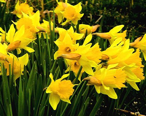 Free Picture Daffodils Flowering