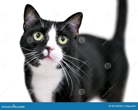 A Black And White Tuxedo Cat With A Wide Eyed Expression Stock Photo