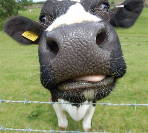 Close Up View To The Cow Amazing Nose Isnt It Photo Vache