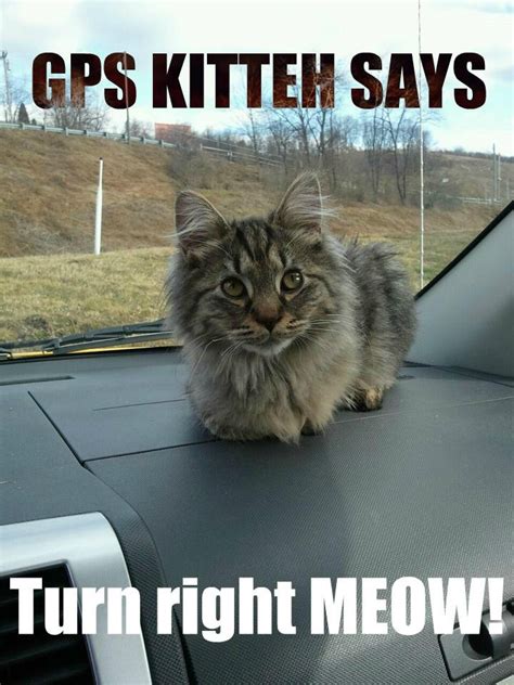 106 Best Images About Cat Memes On Pinterest Cats Cat