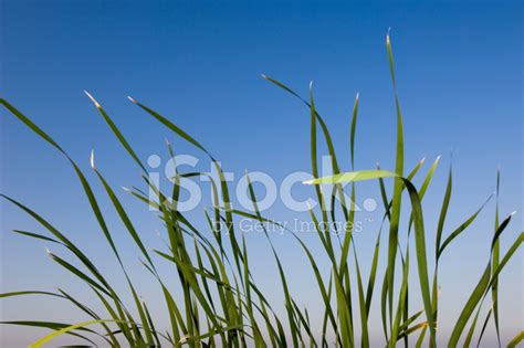 Reed Bed Stock Photo Royalty Free Freeimages