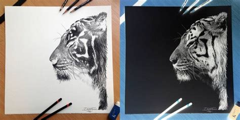 Inverted Tiger Pencil Drawing By Atomiccircus On Deviantart Pencil