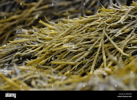 Knotted Wrack Seaweed Stock Photo Alamy