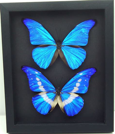 Framed Blue Morpho Butterfly Set Real Framed Butterflies