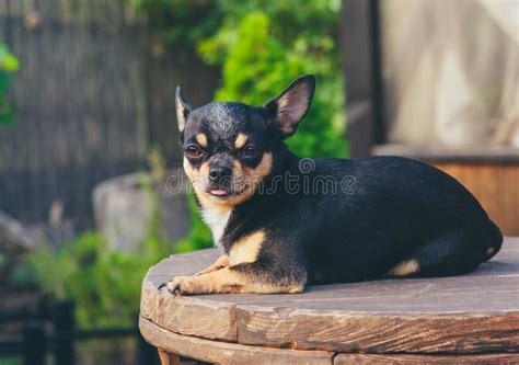 Chihuahua Is Sitting On The Bench Pretty Brown Chihuahua Dog Standing