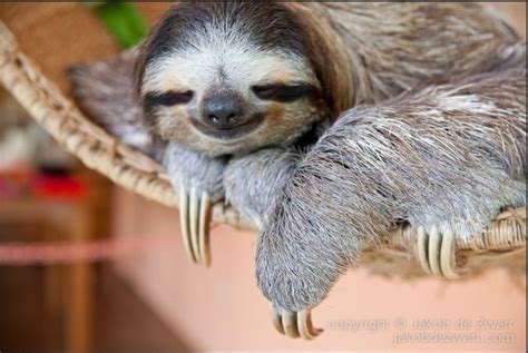 Sloth So Cute I Love Their Sleepy Faces Cute Baby Sloths Cute