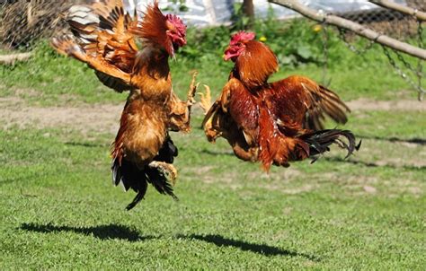Handling Aggressiveness In Poultry Jaguza Farm Support
