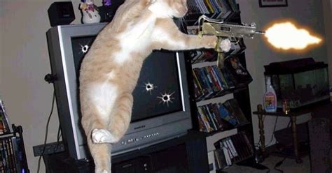 Funny Animals Funny Animal With Guns