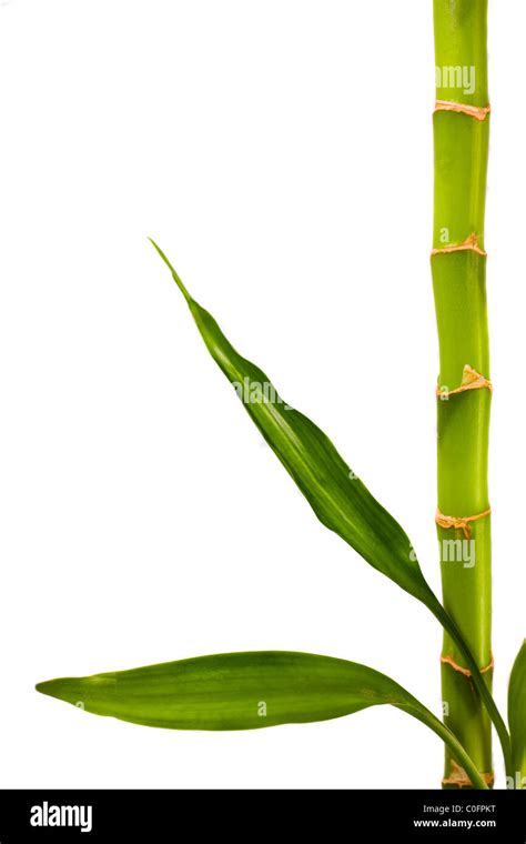 Isolated Bamboo Hi Res Stock Photography And Images Alamy