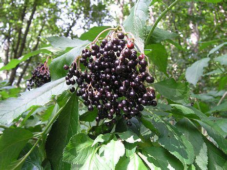 Der hollerbusch (holunderbaum) wurde von den skandinaviern als verkörperung der göttin hel angesehen. Holunder Sambucus